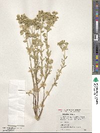 Euphorbia segetalis var. pinea image