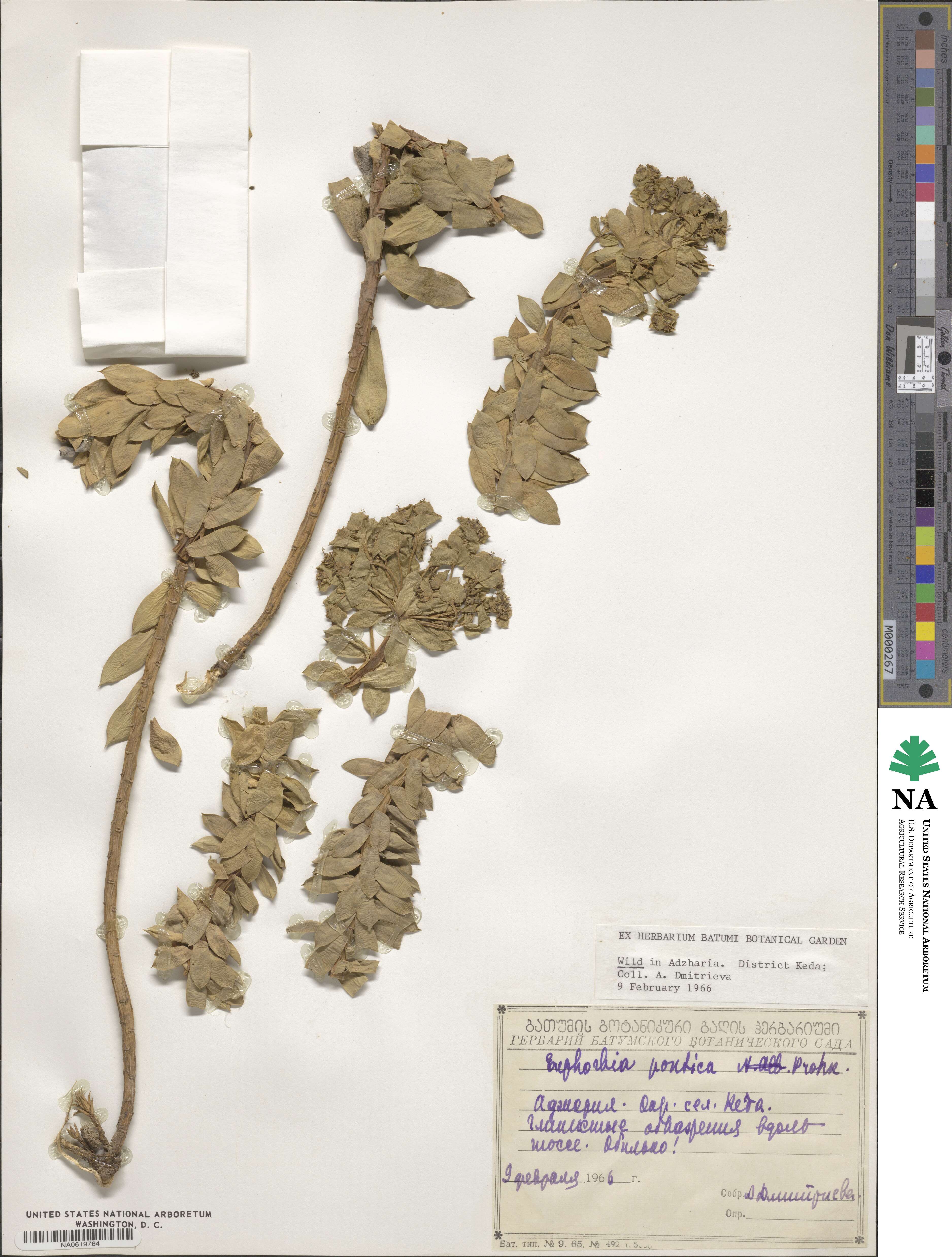 Euphorbia myrsinites subsp. myrsinites image