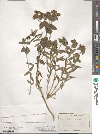 Euphorbia serrata image