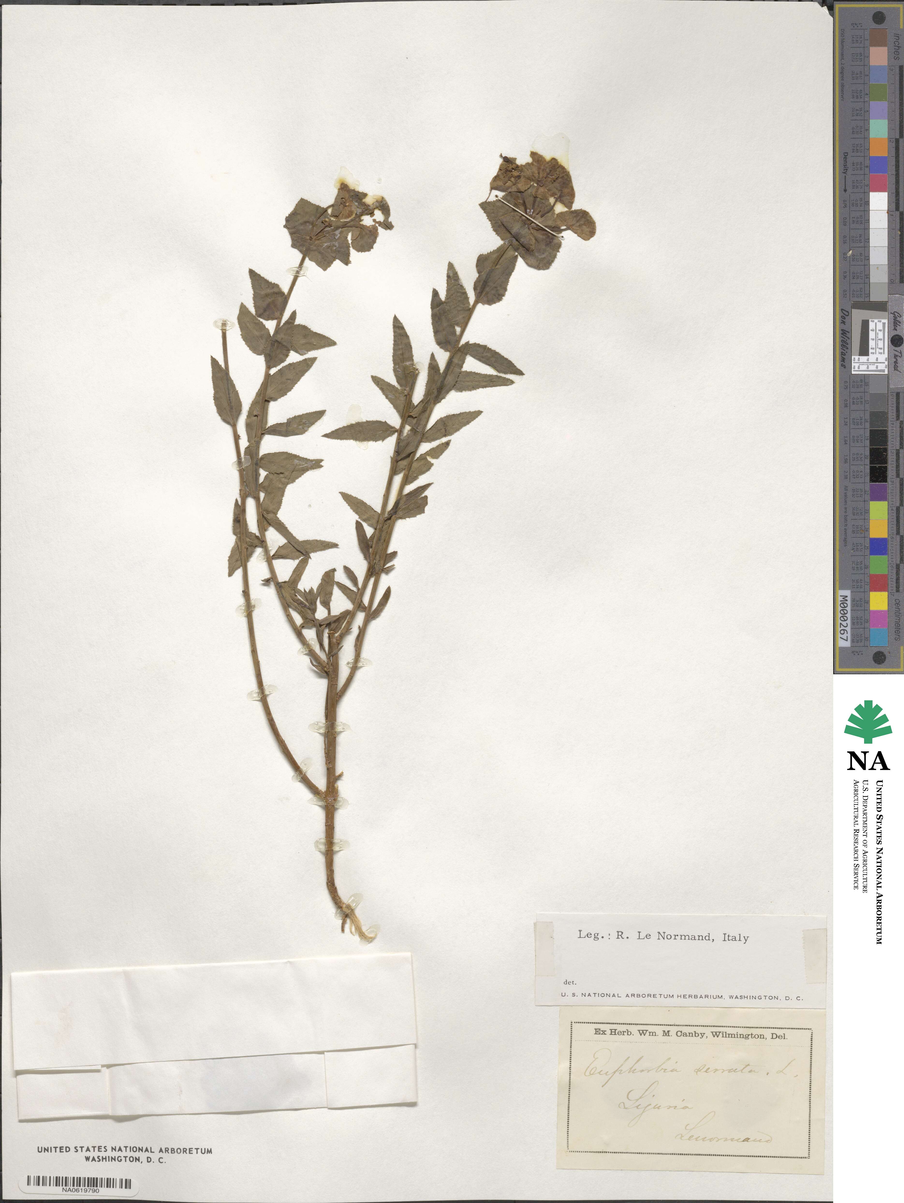 Euphorbia serrata image