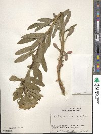 Euphorbia adenochlora image