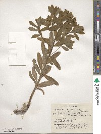 Euphorbia adenochlora image