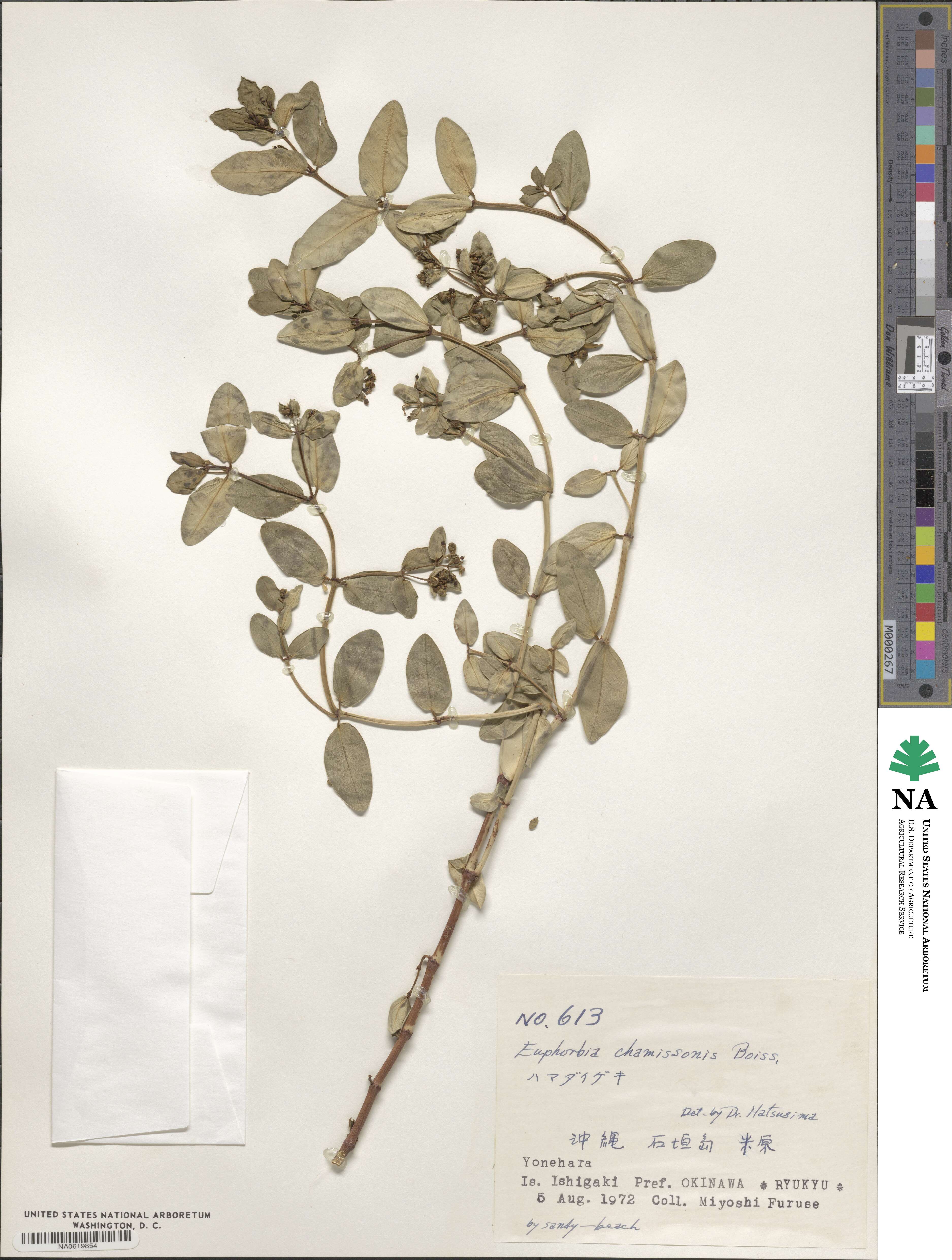 Euphorbia chamissonis image