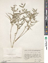 Euphorbia cheirolepis image