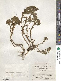 Euphorbia helioscopia image