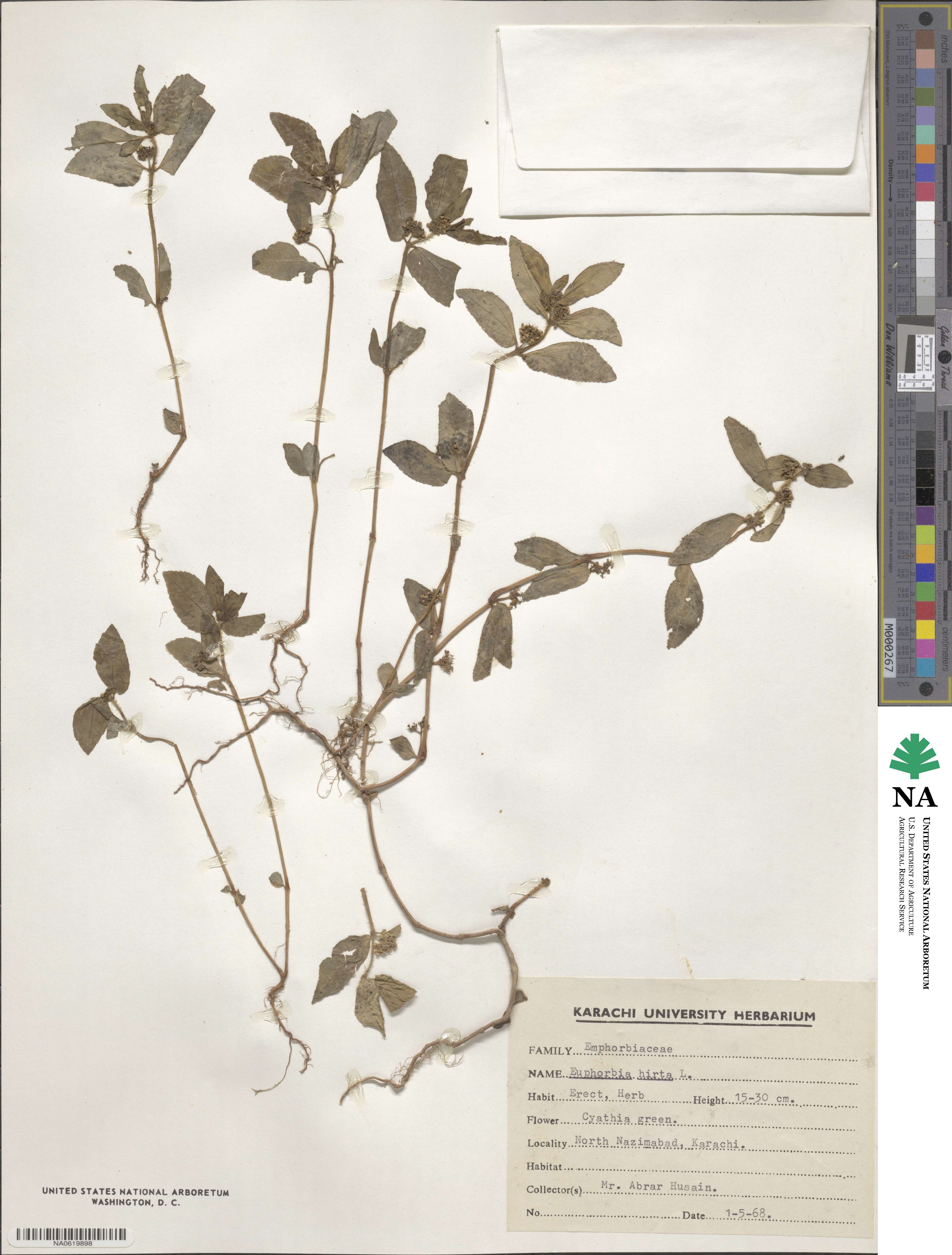 Euphorbia hirta image