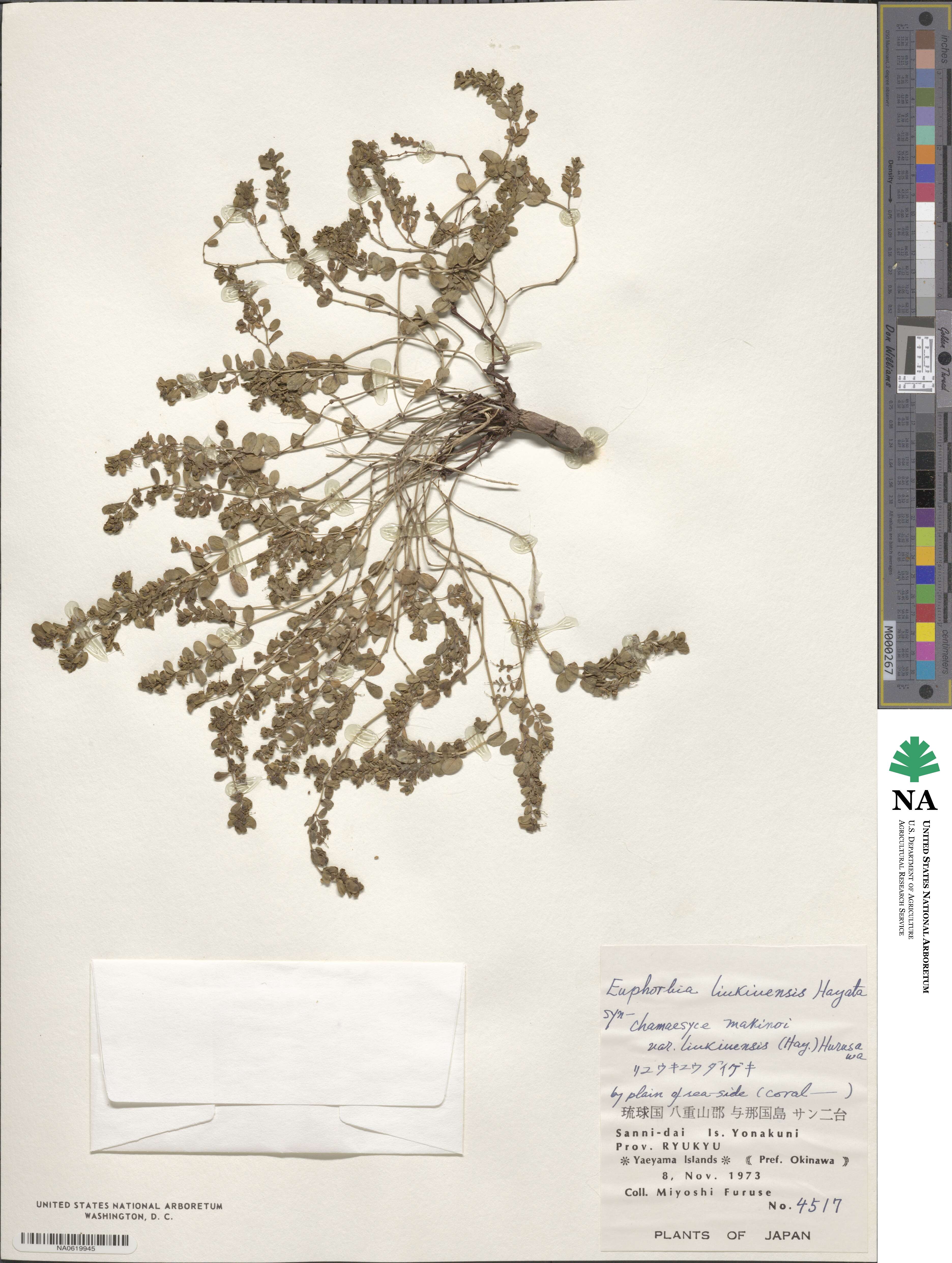 Euphorbia liukiuensis image