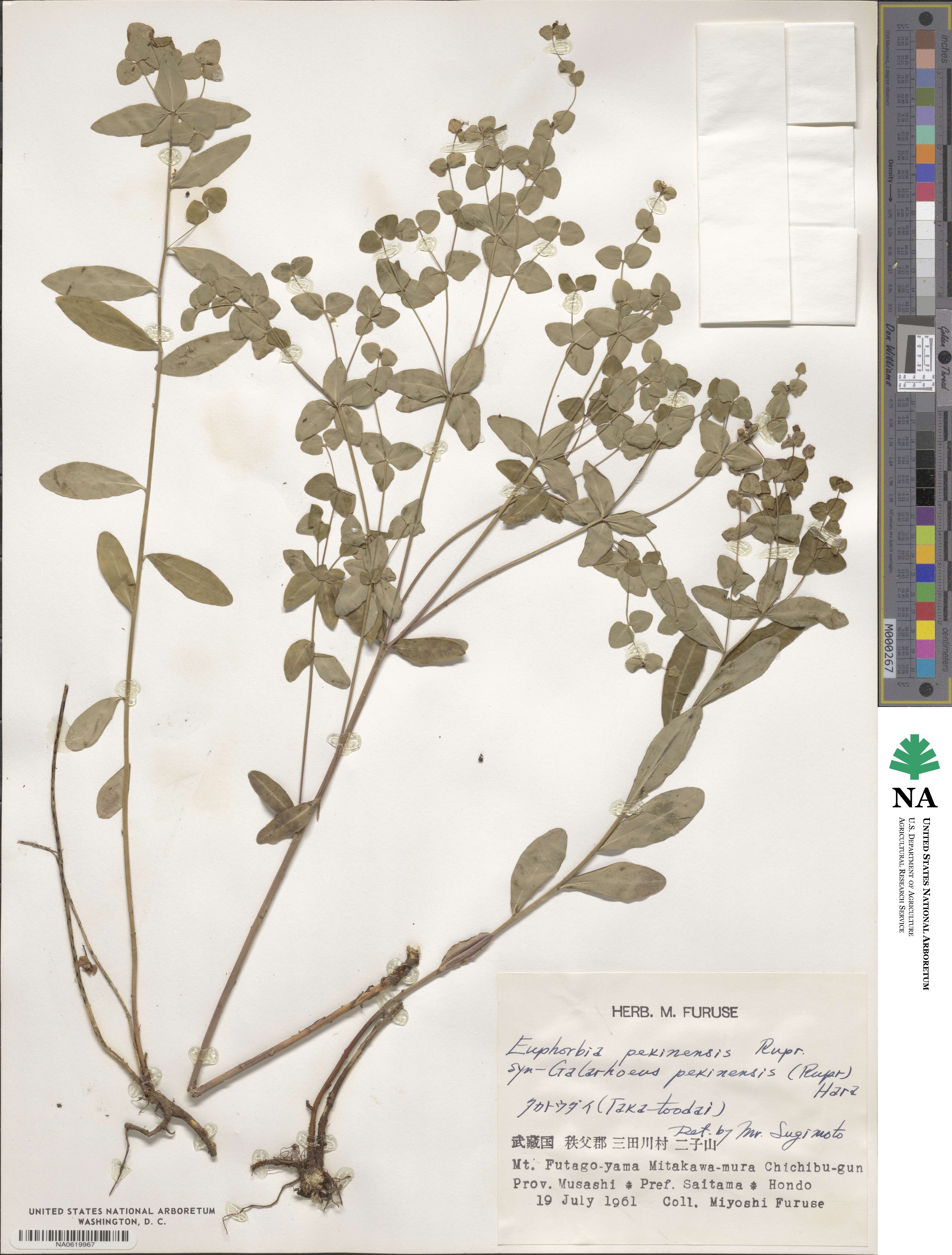 Euphorbia pekinensis image
