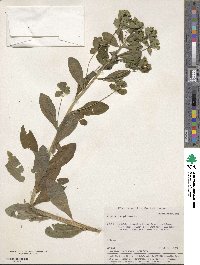 Euphorbia pilosa image