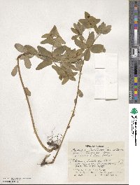 Euphorbia sieboldiana image