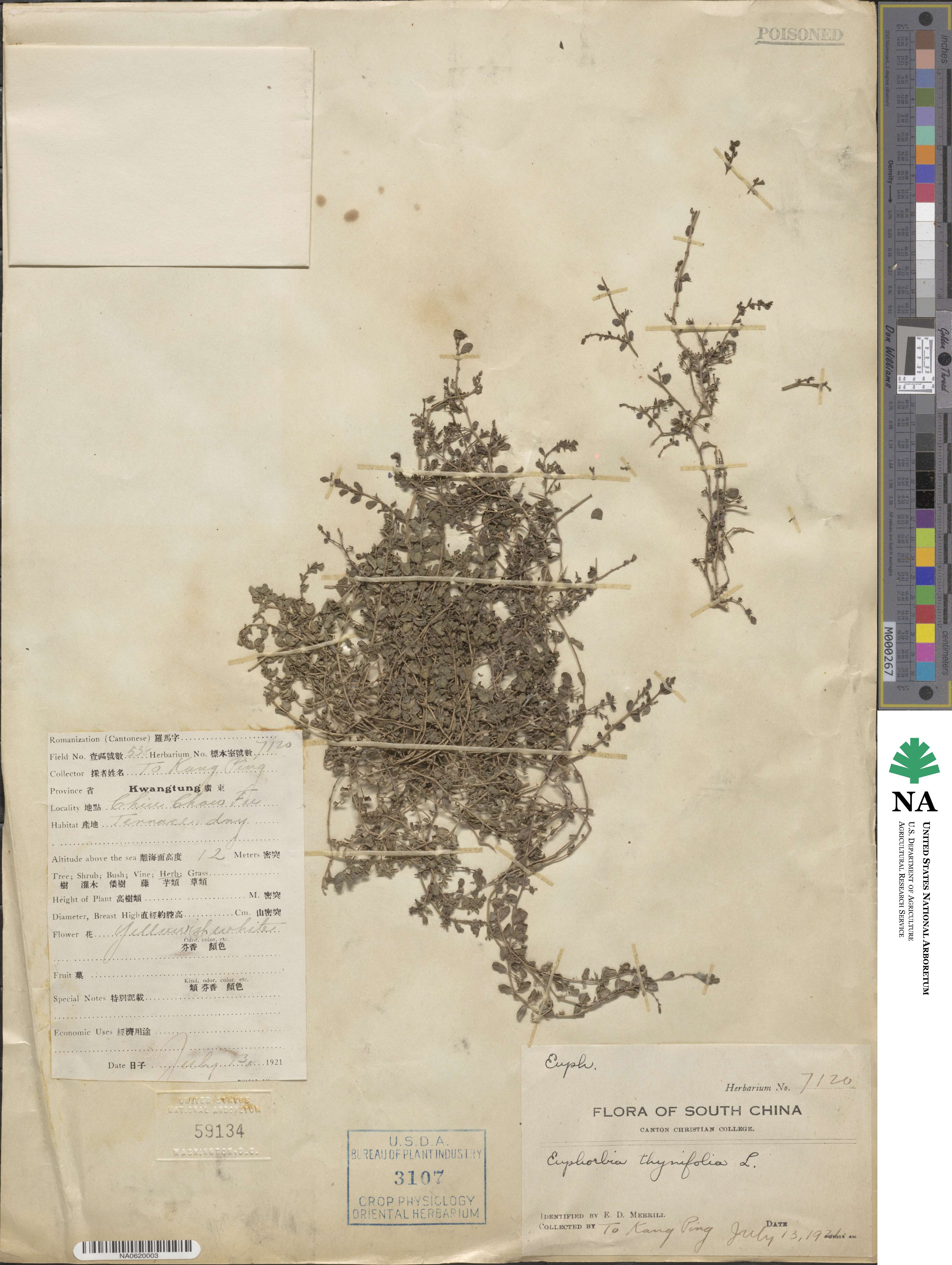 Euphorbia thymifolia image