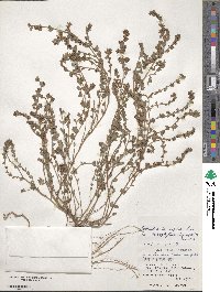 Euphorbia thymifolia image