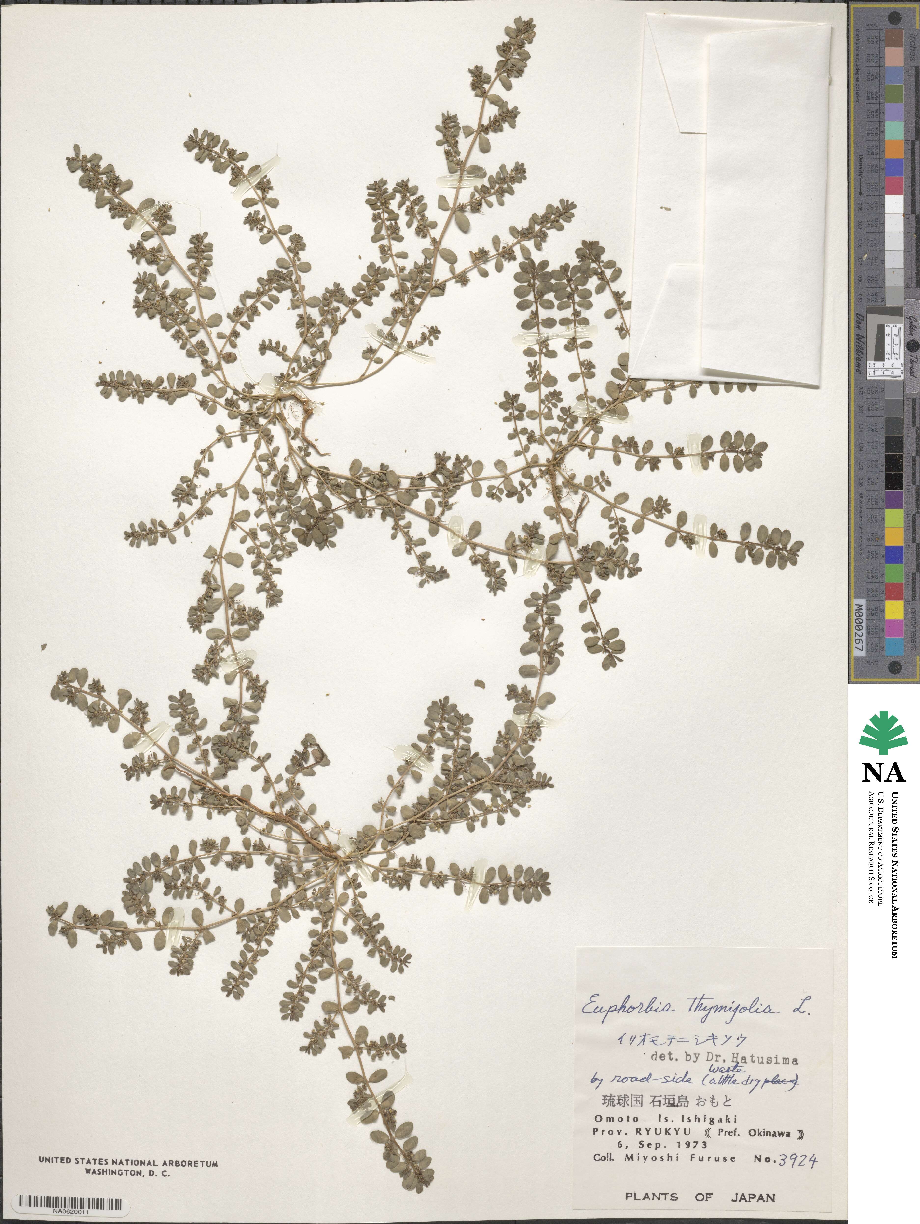 Euphorbia thymifolia image