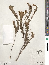 Euphorbia natalensis image