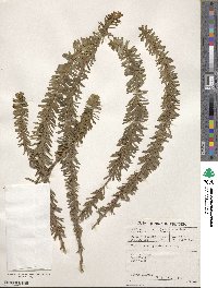 Euphorbia natalensis image