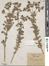 Euphorbia pubescens image