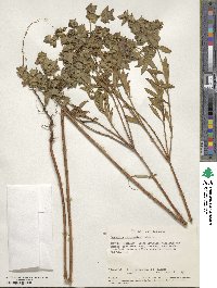 Euphorbia schimperiana image