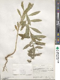 Euphorbia schimperiana image