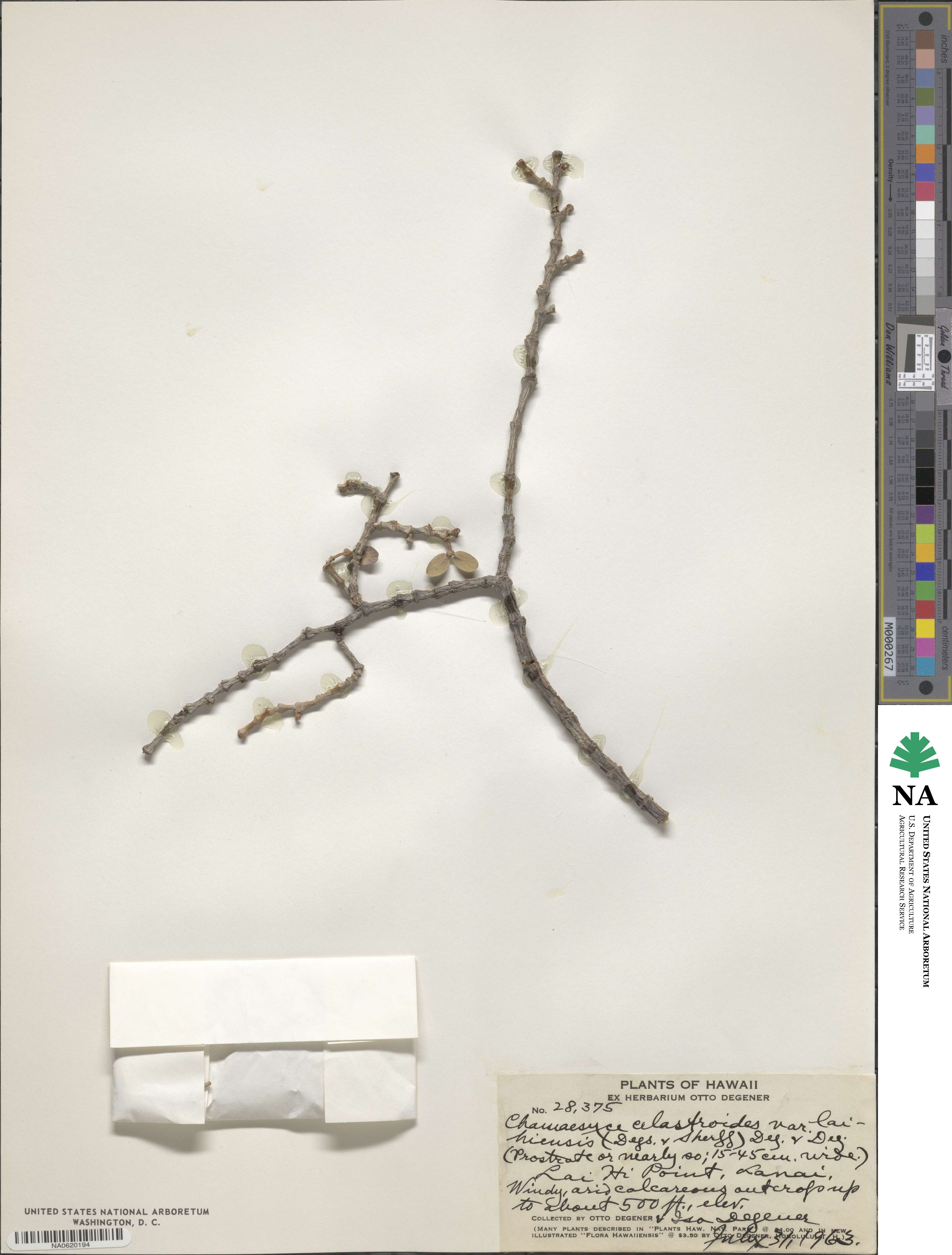 Euphorbia celastroides image