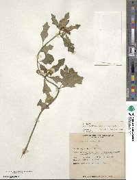 Euphorbia heterophylla image