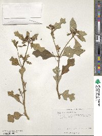 Euphorbia heterophylla image