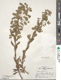 Euphorbia amygdaloides image