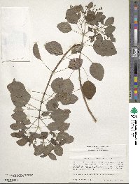 Euphorbia cotinifolia image