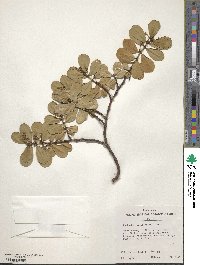 Euphorbia celastroides image