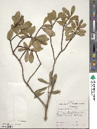 Euphorbia celastroides image