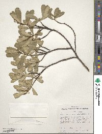 Euphorbia celastroides image