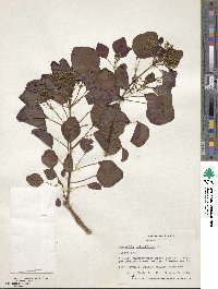 Euphorbia cotinifolia image