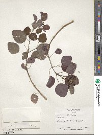 Euphorbia cotinifolia image