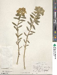 Euphorbia epithymoides image