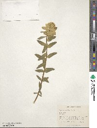 Euphorbia epithymoides image