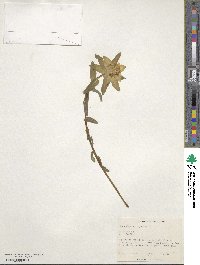 Euphorbia epithymoides image