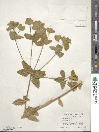 Euphorbia epithymoides image