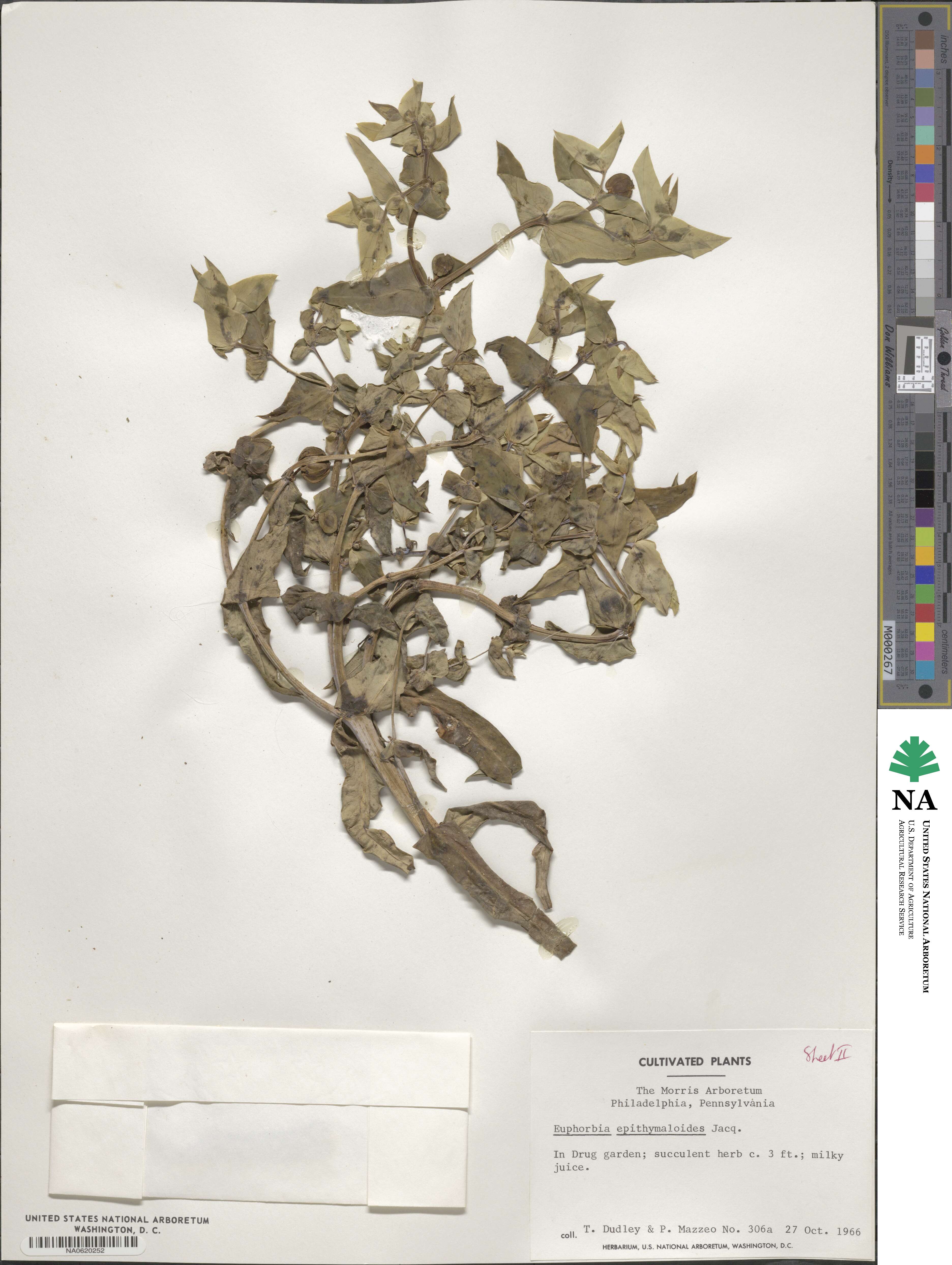 Euphorbia epithymoides image