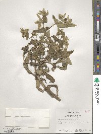 Euphorbia epithymoides image