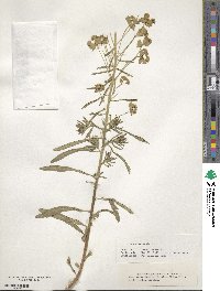 Euphorbia esula image