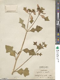 Euphorbia heterophylla image