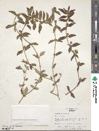 Euphorbia hirta image