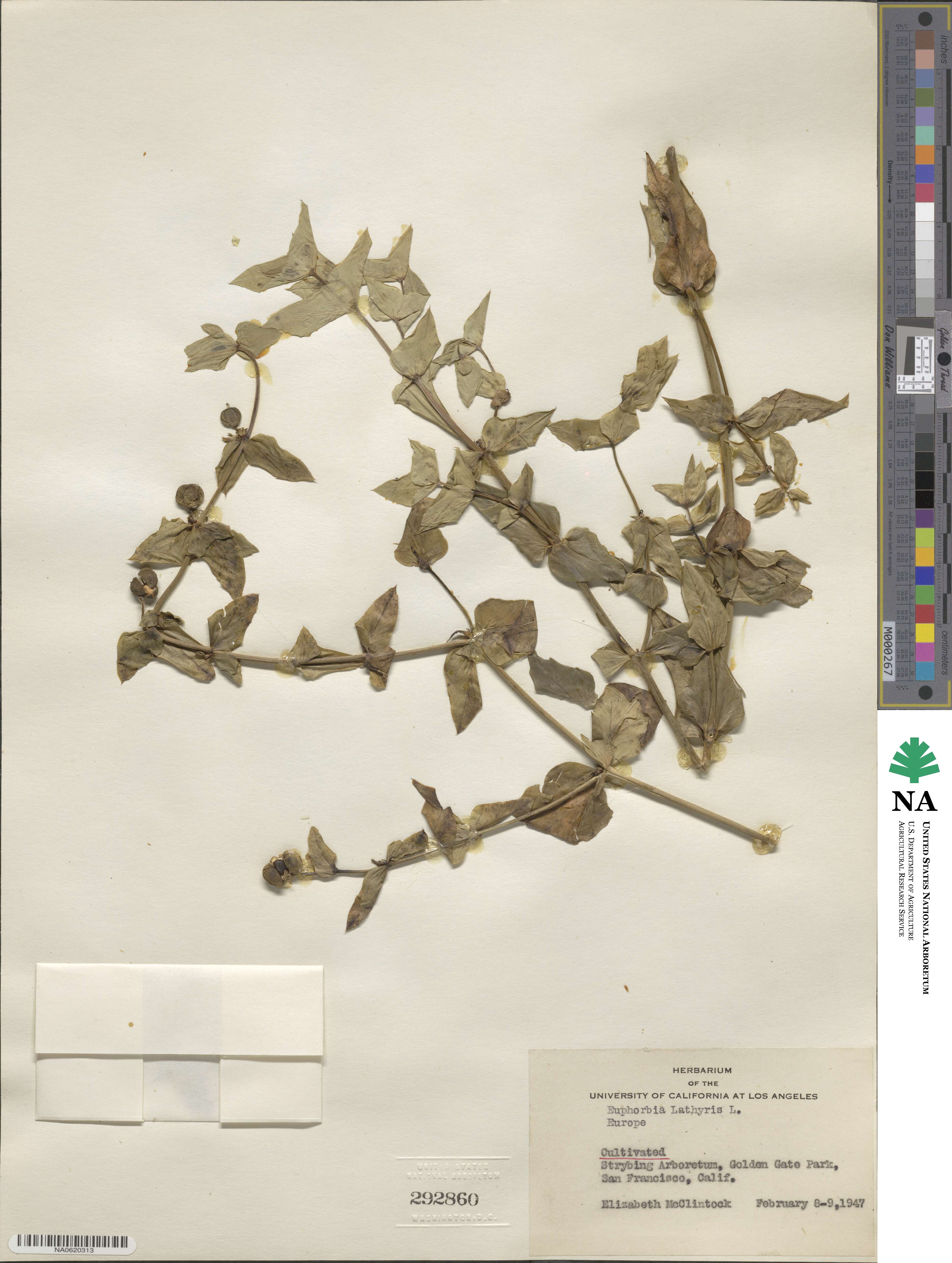 Euphorbia lathyris image