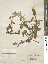 Euphorbia lathyris image