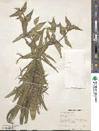 Euphorbia lathyris image