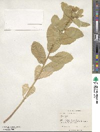 Euphorbia marginata image