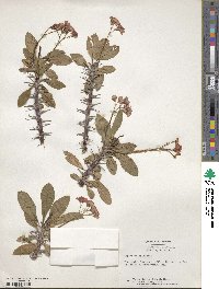 Euphorbia splendens image