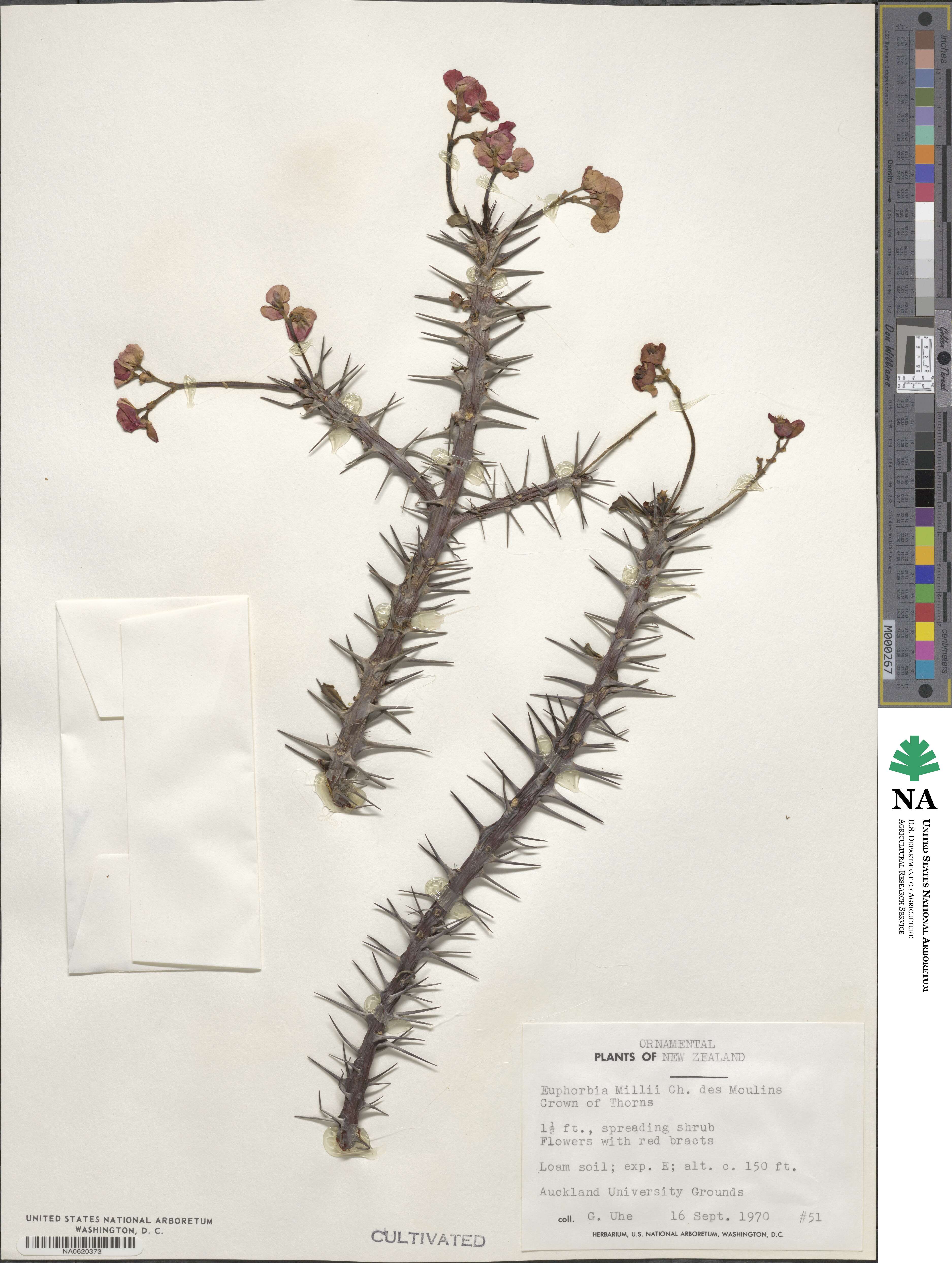Euphorbia splendens image