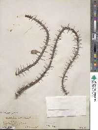Euphorbia splendens image