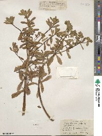 Euphorbia platyphylla image