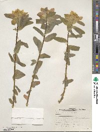 Euphorbia epithymoides image